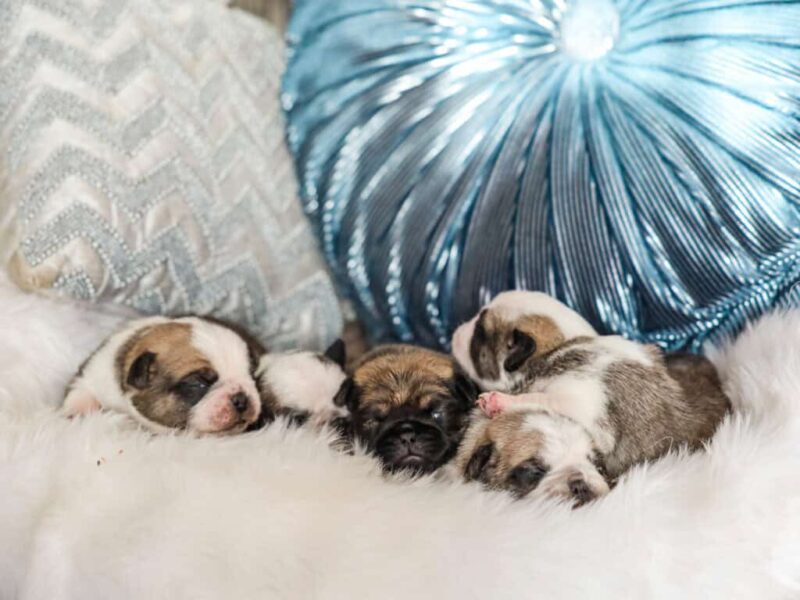 Bron-Serena Pug image