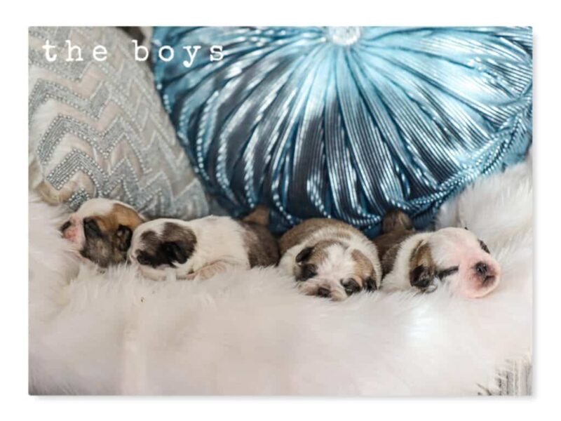 Bron-Serena Pug image