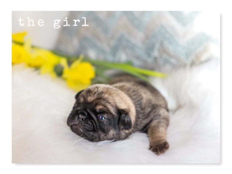 Bron-Serena Pug image