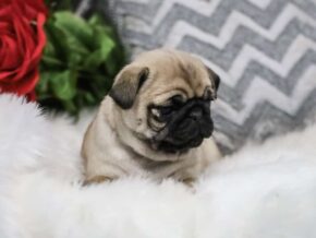 Photo of Cora