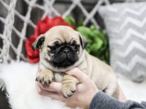 Photo of Cora