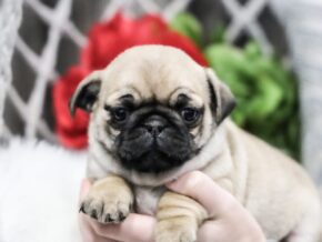 Photo of Cora