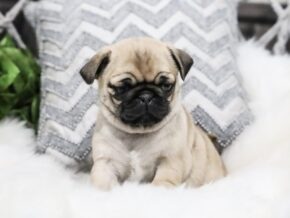 Photo of Cora