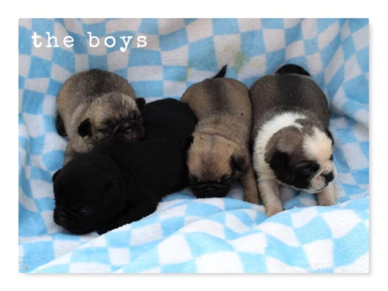 Bron-Ember Pug image