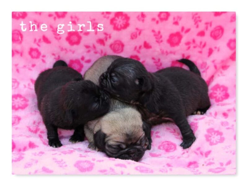 Bron-Ember Pug image