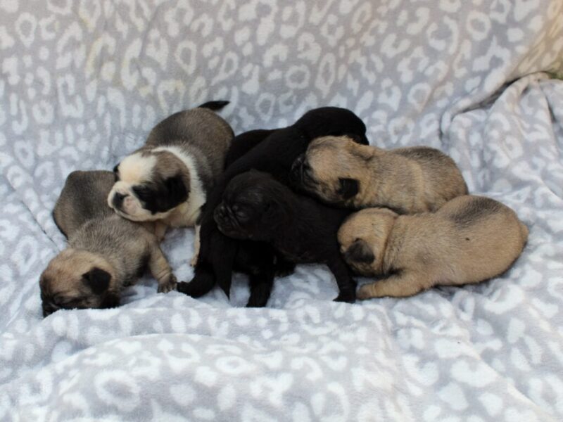 Bron-Ember Pug image