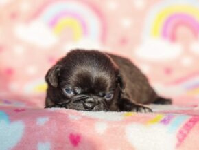 Photo of Lulu Jane