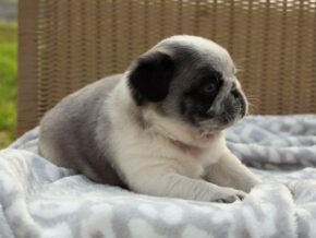 Photo of Sarge