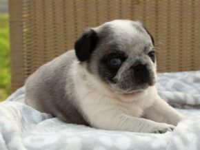Photo of Sarge