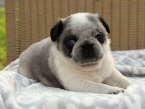 Photo of Sarge