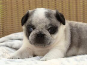 Photo of Sarge
