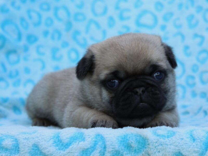 0426-Mason-Annabelle Pug image