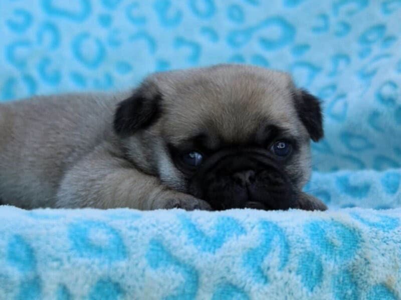 Mason-Annabelle Pug image