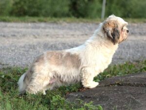Hope, our Lhasa Apso dam at Rocky Top Puppies