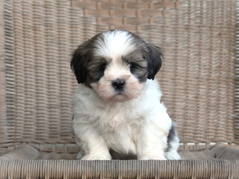 Tyrell, a Lhasa Apso puppy at Rocky Top Puppies in Kentucky.