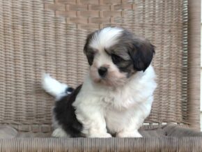 Tyrell at Rocky Top Puppies