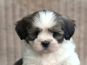 Tyrell at Rocky Top Puppies