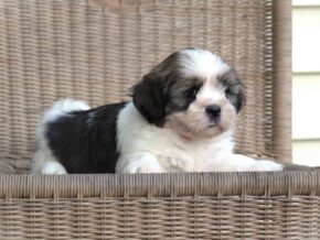 Tyrell at Rocky Top Puppies