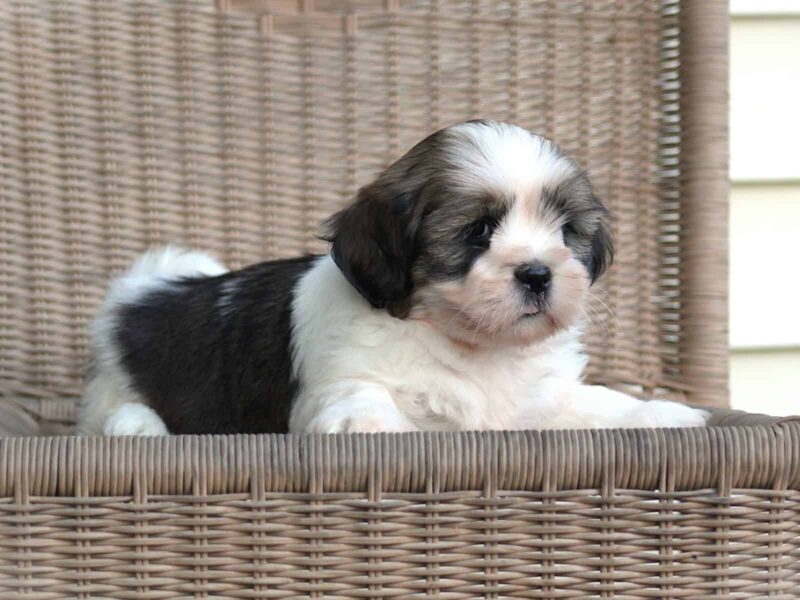 Tyrell, a Lhasa Apso puppy at Rocky Top Puppies in Kentucky.