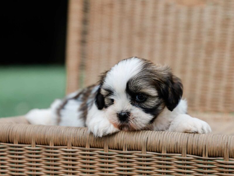 Tyrone a Puppy in KY