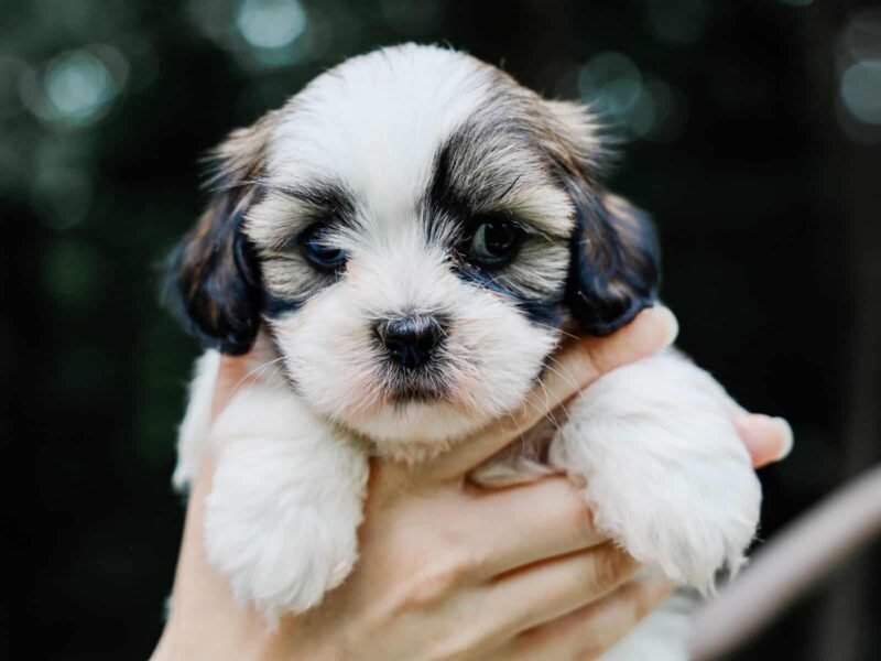 Tyrone a Puppy in KY