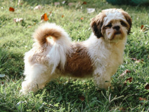 Sire Austin
