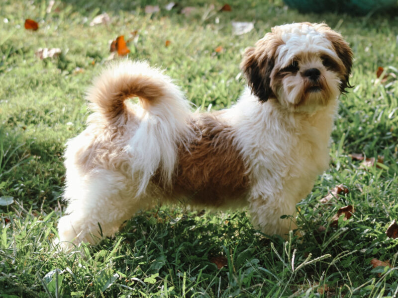 Austin, our Lhasa Apso sire in Kentucky.