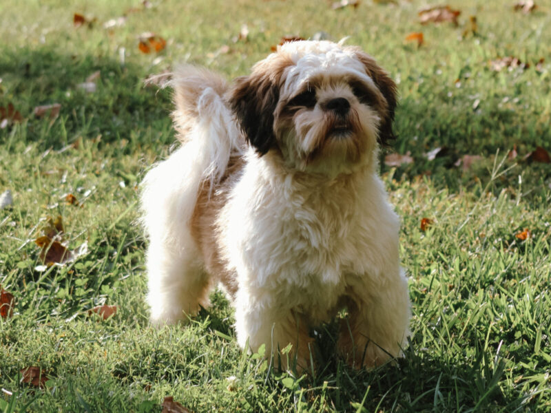 Austin, our Lhasa Apso sire in Kentucky.