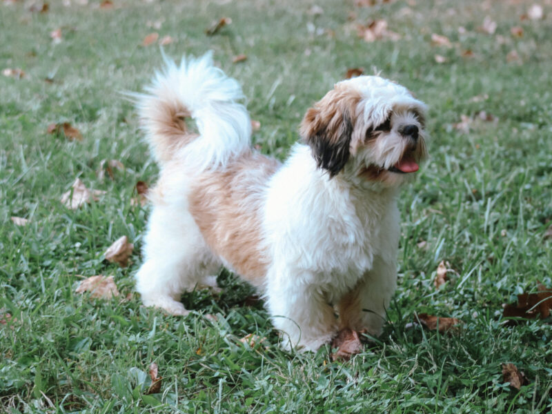Austin, our Lhasa Apso sire in Kentucky.
