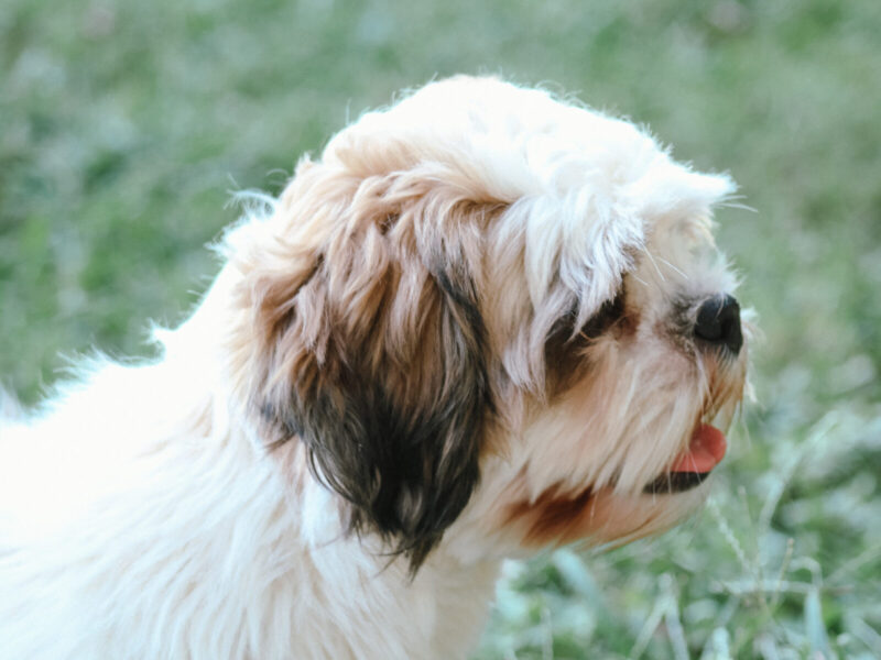 Austin, our Lhasa Apso sire in Kentucky.