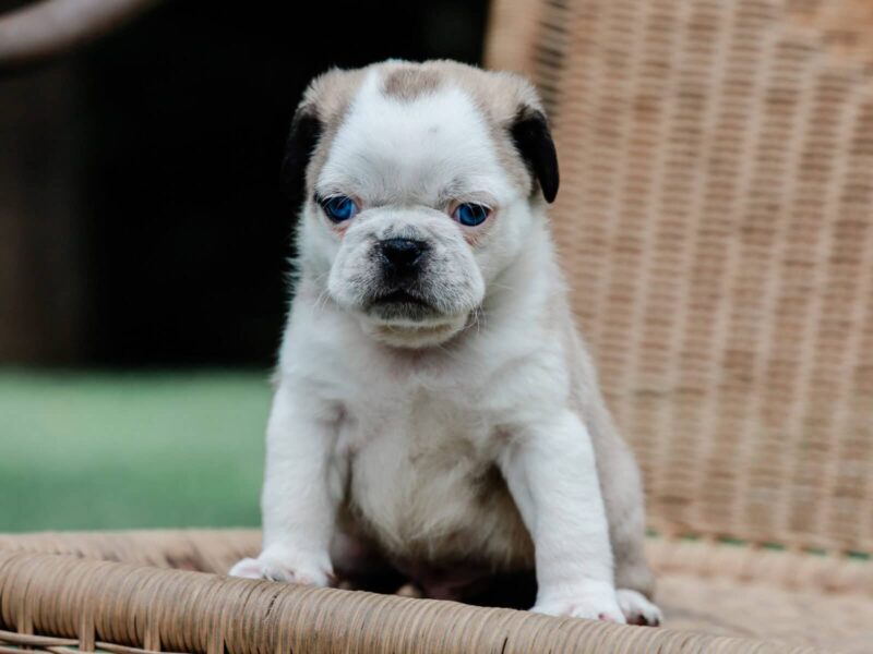 Jabez a Puppy in KY