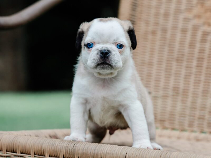 Jabez a Puppy in KY