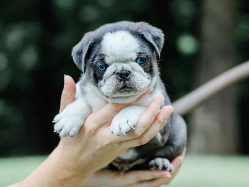 Jareb a Puppy in KY