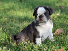 Jareb at Rocky Top Puppies