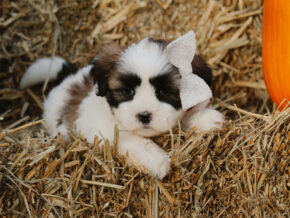 Hank at Rocky Top Puppies