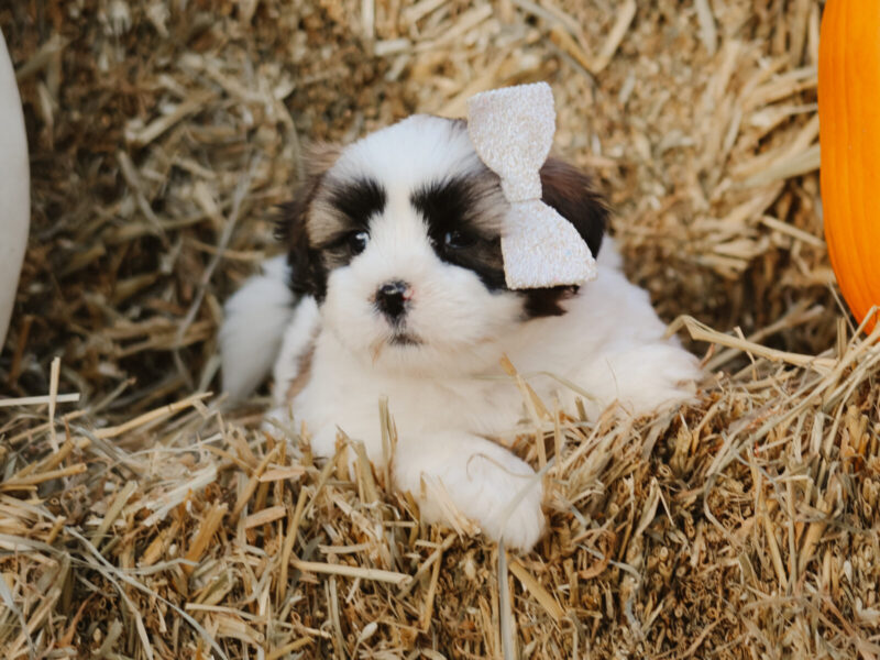Hank, a tri-colored Lhasa Apso puppy in Kentucky.