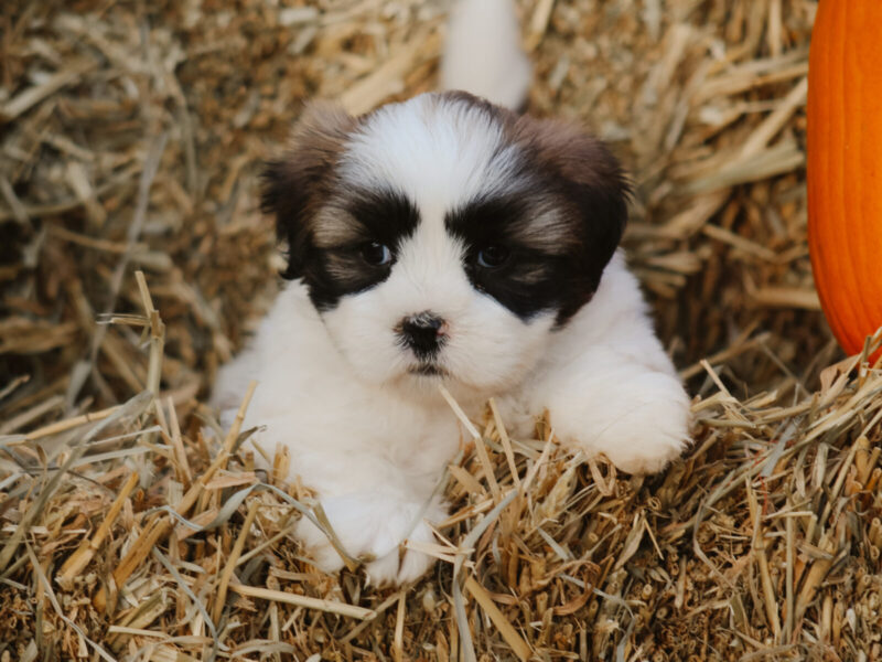 Hank, a tri-colored Lhasa Apso puppy in Kentucky.