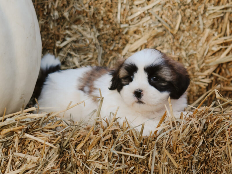 Hank, a tri-colored Lhasa Apso puppy in Kentucky.