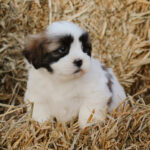 Hank