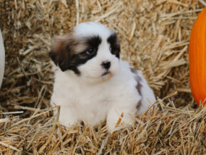 Hank at Rocky Top Puppies