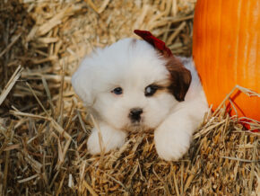 Harley at Rocky Top Puppies