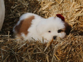 Harley at Rocky Top Puppies