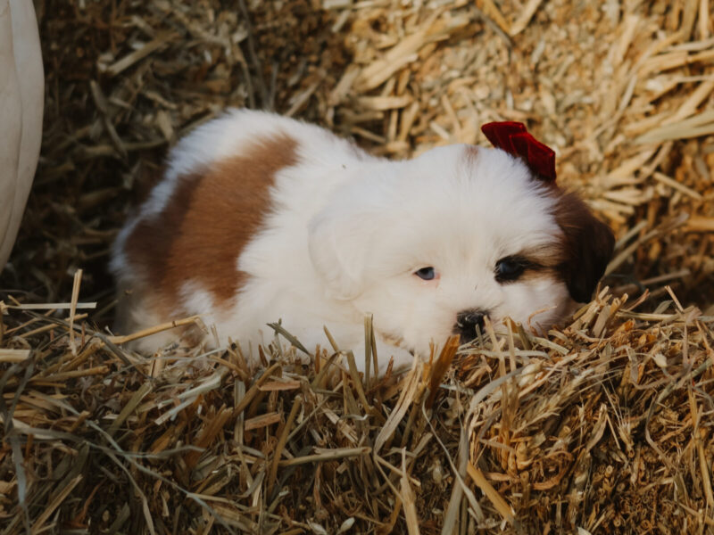 Harley, a tri-colored Lhasa Apso puppy in Kentucky.