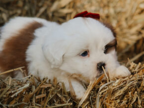 Harley at Rocky Top Puppies