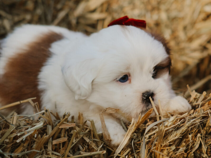 Harley, a tri-colored Lhasa Apso puppy in Kentucky.