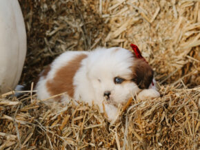 Harley at Rocky Top Puppies