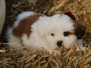 Harley at Rocky Top Puppies