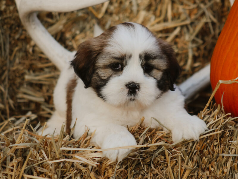 Harry, a tri-colored Lhasa Apso puppy in Kentucky.