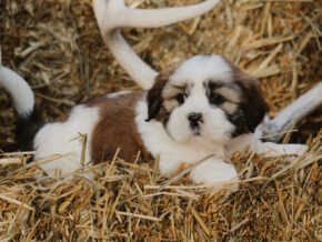 Harry at Rocky Top Puppies