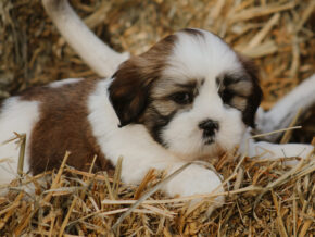 Harry at Rocky Top Puppies